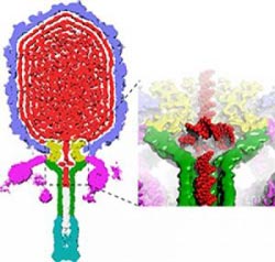 Knock off DNA to keep the viral gene inside
