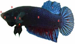 Know about your fish (part 2)