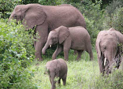 Know elephants by ... elephant dung