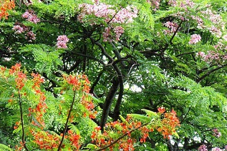 Known plants destroy themselves