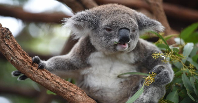 Koala bears in New South Wales may become extinct by 2050
