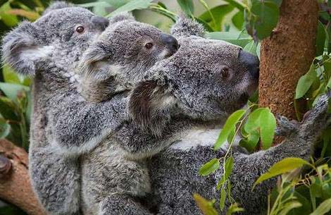 Koala was born with a new method of artificial insemination