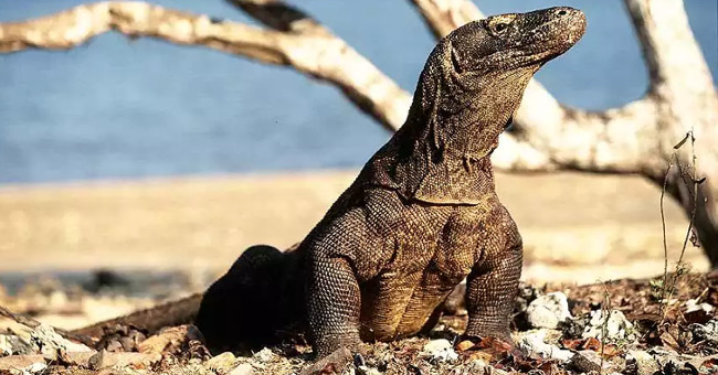 Komodo blood dragon will be made into new antibiotics