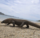 Komodo dragons attack people again