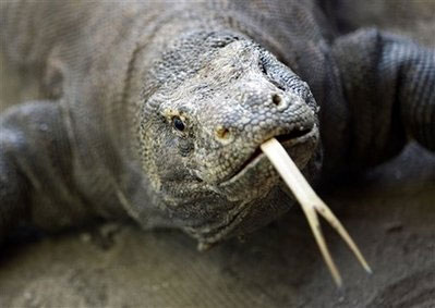 Komodo dragons originate from Australia