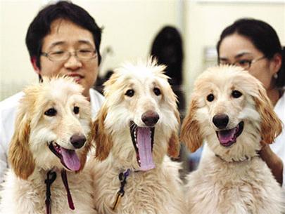 Korea continues to successfully clone dogs
