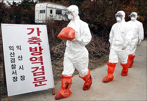Korea destroyed poultry
