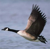 Korea: Detection of H5N8 virus in the geese