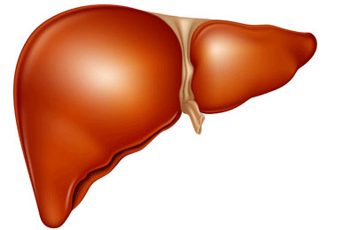 Korea determines the mechanism of hepatitis C to damage the liver
