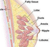 Korea developed nanorobot for cancer treatment