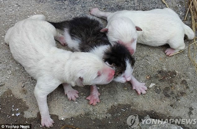 Korea: Dogs born cats