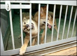 Korea ended the argument about wolf clones