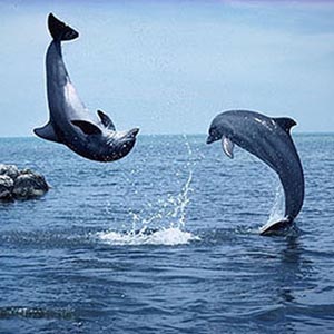 Korea strengthens whale protection