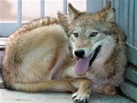 Korea: successful mirror wolf