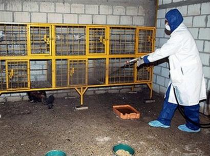 Kuwait: 4 people infected with bird flu