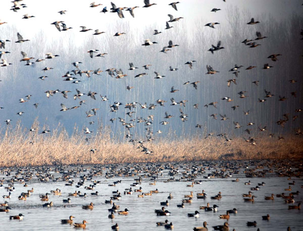 La Nina may be the cause of a pandemic