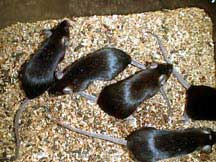 Laboratory of transgenic mice