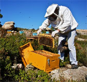 Lack of honey bees, crop yields in many countries are threatened