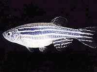 Lack of oxygen can change the sex of fish