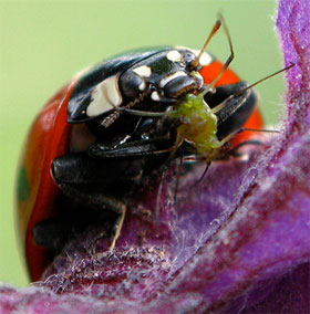 Ladybug is 'biological weapon' in the supermarket