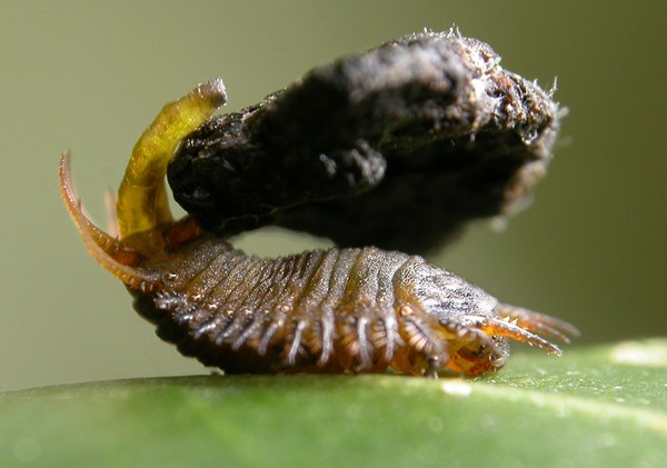 Ladybug larvae use dung as fighting weapons