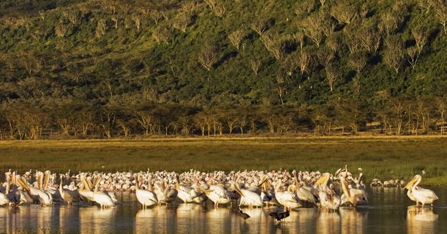 Lake system in a large cracked valley - World natural heritage in Kenya