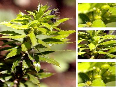 Lam Dong: Discovering extremely rare medicinal plants that treat Alzheimer's disease