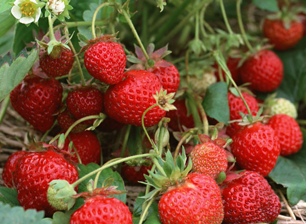 Lam Dong perfected the breeding of clean and sick strawberries