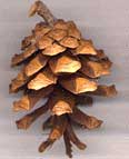 Lam Dong: Pine trees are regenerated