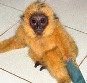 Lam Dong rescues precious black gibbon