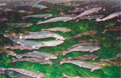 Lam Dong: Testing cold water salmon farming