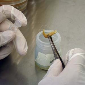LAMP Kit for quick diagnosis of disease in shrimp