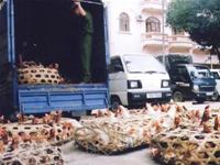 Lang Son: Smuggled chickens still flood into Vietnam