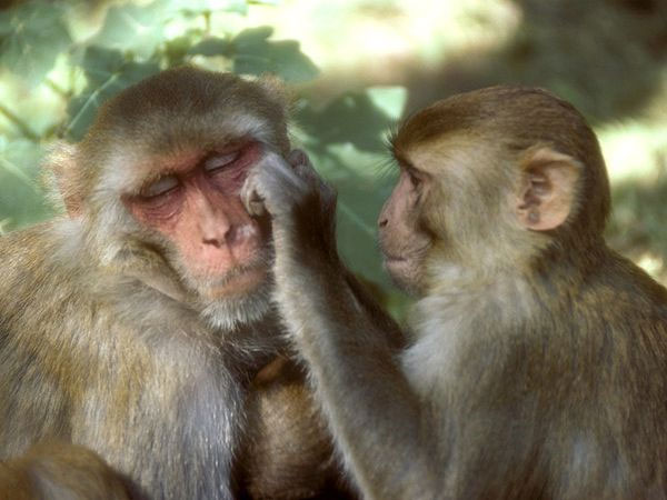 Language function originates face expression