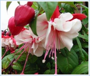 Lantern flowers - Fuchsia