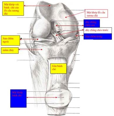 Laparoscopic knee surgery
