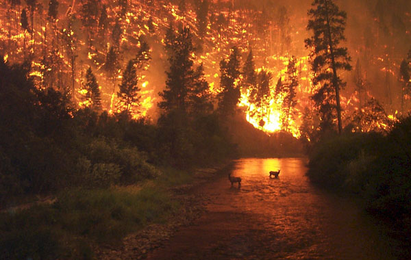 Large fires burned 1,500 hectares of forests in Chile