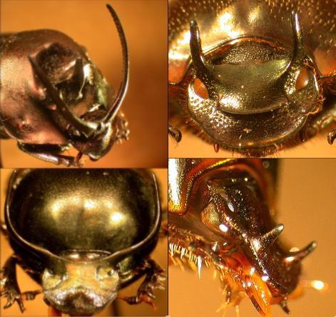 Large horns cause small organs to mate
