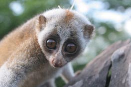 Large loris species found in Phu Quoc