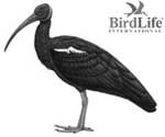 Large numbers Green winged crab in Important Bird Region West Pang Pangolin