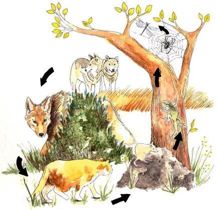 Large predators are disappearing
