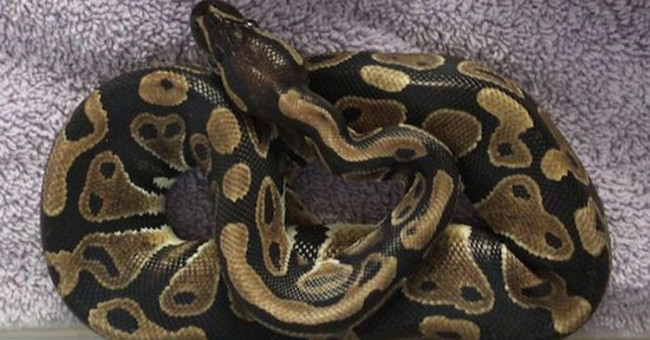 Large pythons revive after frozing on the English sidewalk