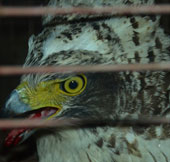 Large rare birds found in Quang Tri