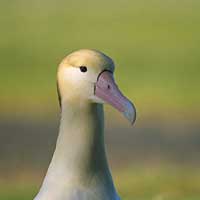 Large seagulls once existed in the North Atlantic