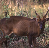 Large species of rare species found in Sao La conservation area