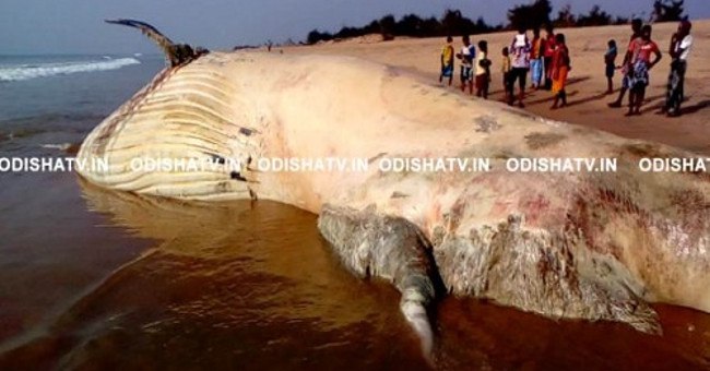 Large whale sharks, like trucks, rush to the Indian coast