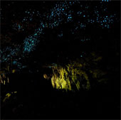 Larval cave glows in New Zealand