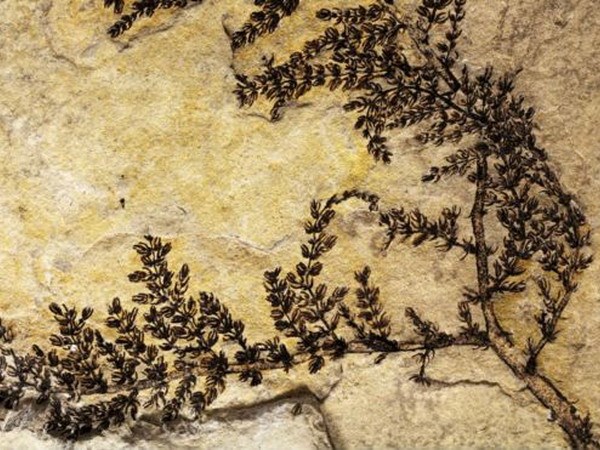 Latest discovery of the world's first flowering tree species