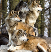 Launched a fight against wolves in Russia