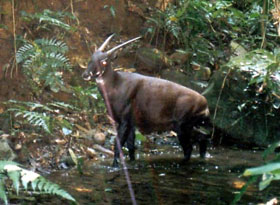 Launching a campaign to preserve rare animals